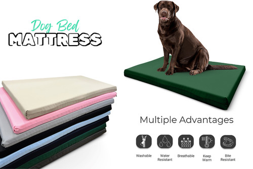 Dog bed cushion - bed, orthopedic