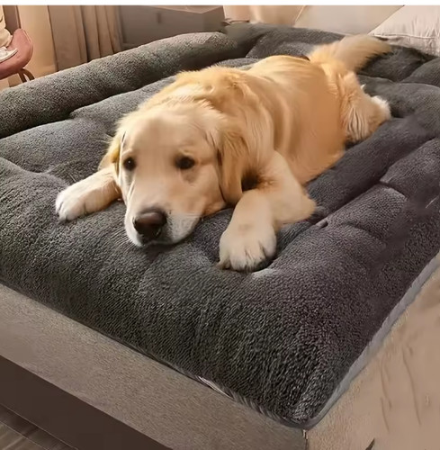 Extra large soft - large, dog