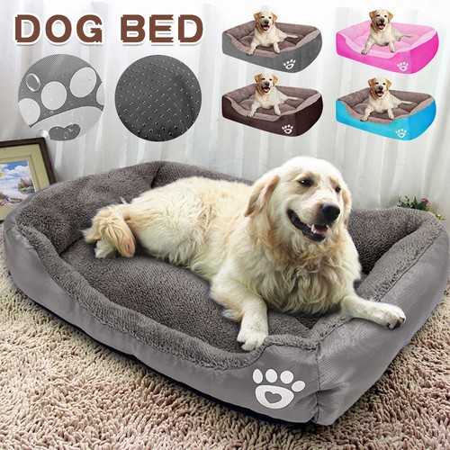 Xxl xxxl pet - pet, dog